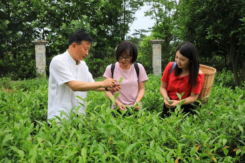 关于申遗成功！六安瓜片制作技艺入选人类非遗名录的消息(14)