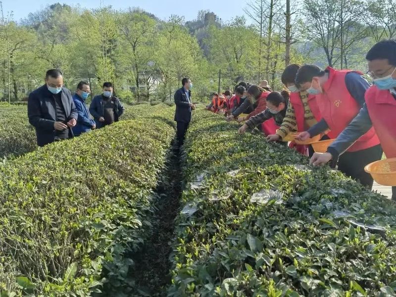 关于阳坝镇： 一“叶”致富！茶产业驱动乡村振兴“新引擎”的新闻(6)