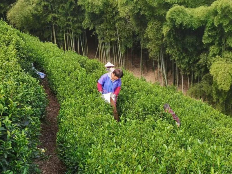 有关于萧山区举办生态茶园管理技术培训班的相关信息(3)