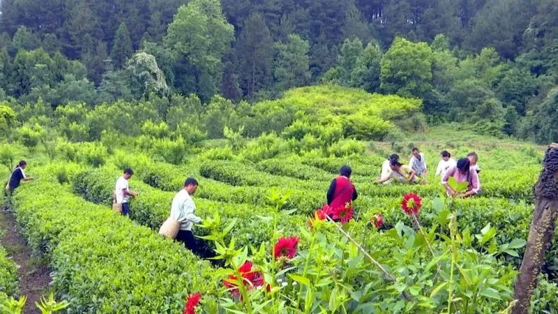 关于乡游黔中 · 凤冈县 永安镇，品茗观景，静听时光回响的最新消息(4)