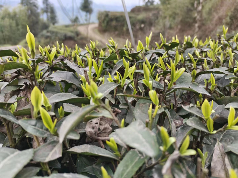 关于龙华古镇：采摘春茶忙 产业兴旺喜洋洋的相关信息