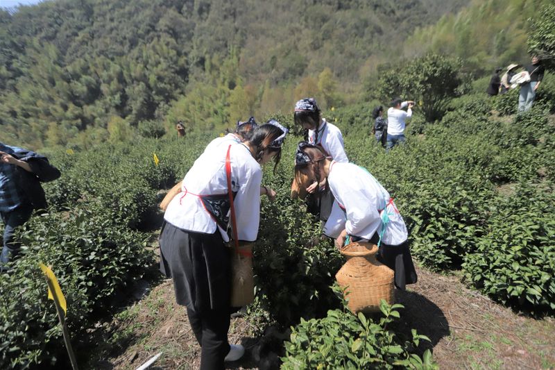 关于王光熙松萝茶开园！的相关信息(11)