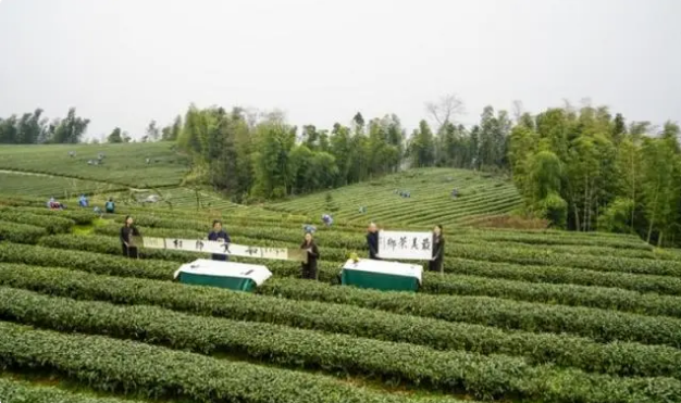 关于川渝百名艺术家走进永川 深度挖掘“最美茶乡”文化底蕴的信息(2)