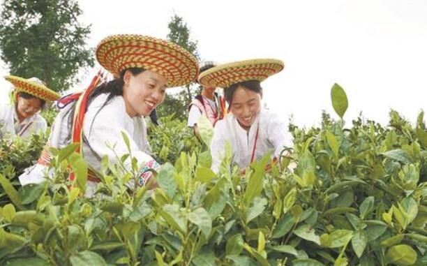 有关于湖南怀化溆浦县宝山村：夏茶飘香的相关内容