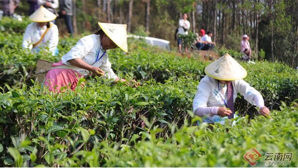 关于普洱景谷：让好茶走出大山的新闻