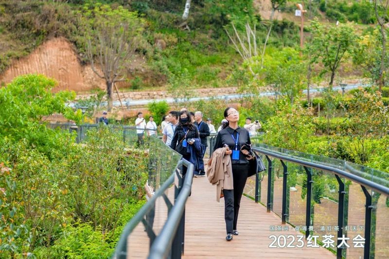 有关于深度解析2023红茶大会！茶产业增长密码藏着这些关键信息之中的消息(9)