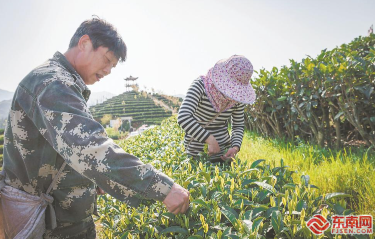 关于借力良种，松溪茶业再扩版图的最新消息