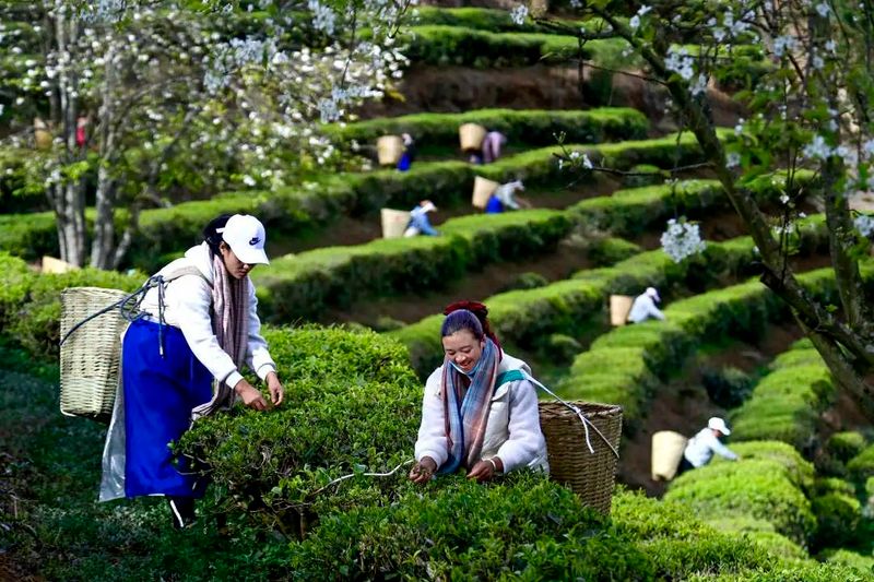 关于大理南涧：罗伯克茶场采摘“明前茶”的内容(5)