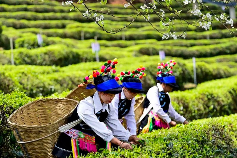 关于大理南涧：罗伯克茶场采摘“明前茶”的内容