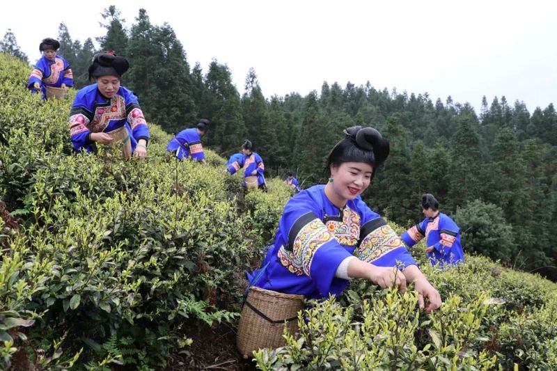 有关于榕江：春分时节采茶忙，黄金嫩芽正芬芳的消息