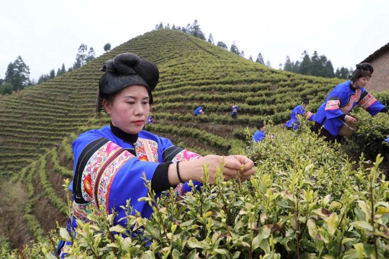 有关于榕江：春分时节采茶忙，黄金嫩芽正芬芳的消息(2)