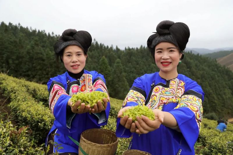 有关于榕江：春分时节采茶忙，黄金嫩芽正芬芳的消息(1)