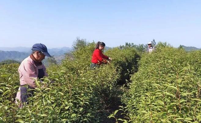 有关于安徽太湖：春茶吐新绿 采摘正当时的资讯