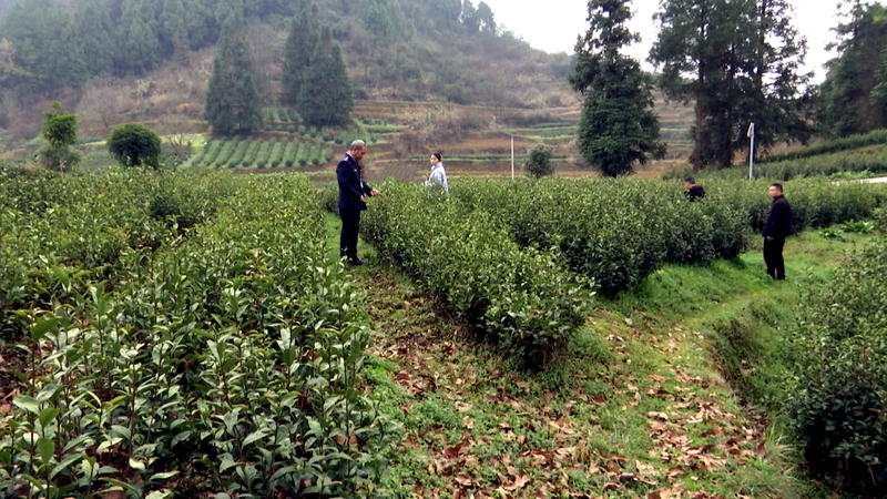 关于凤冈：加大茶园巡查力度  确保春茶质量安全的相关内容