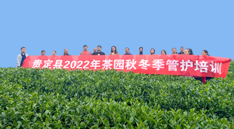 有关于黔南州茶产业发展领导小组到云雾镇  开展 2022年茶园秋冬管护现场培训的资讯(1)