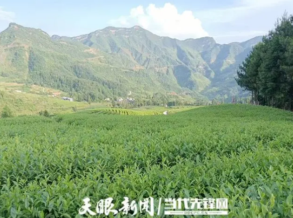 关于“白叶一号”茶苗种植6年后，沿河茶农将“感恩茶”种成“黄金芽”的相关内容