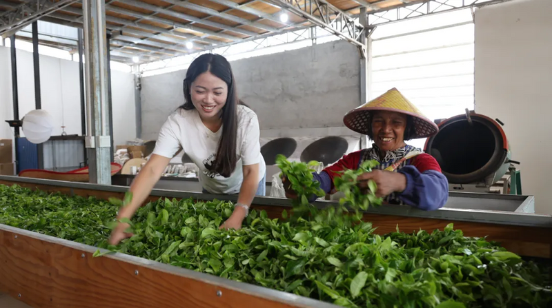 关于永德县：以新质生产力助推茶产业高质量发展的内容(2)