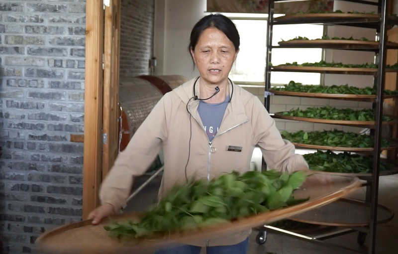 关于中国农业科学院茶叶研究所制茶师（泰宁岩茶）福建农村青年致富“种子工程”研习班圆满结束！的相关信息(9)