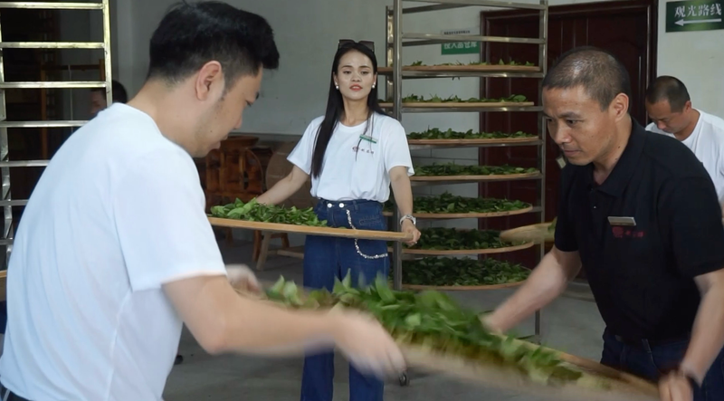 关于中国农业科学院茶叶研究所制茶师（泰宁岩茶）福建农村青年致富“种子工程”研习班圆满结束！的相关信息(7)