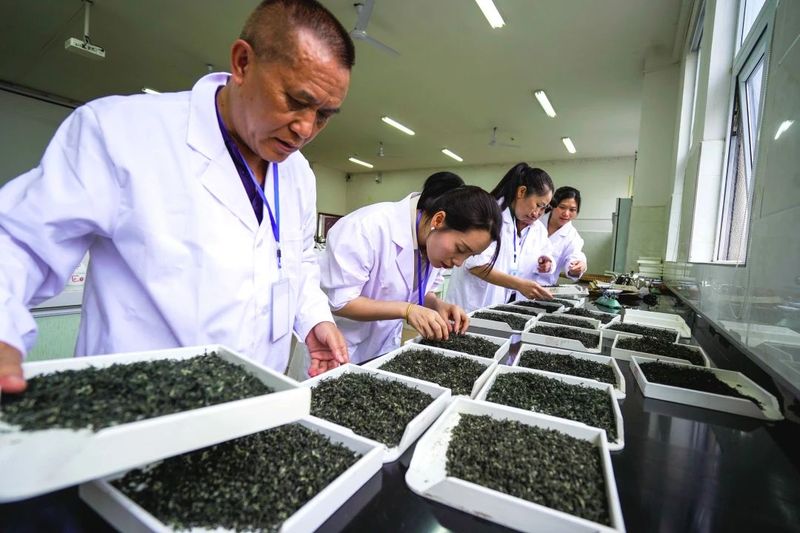 有关于世界非遗 都匀毛尖  都匀：赛手工制茶 展非遗技艺的相关信息(7)