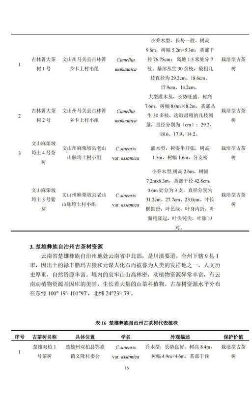 关于中国古茶树资源状况如何？云南最多，贵州、广西、四川其次的资讯(18)