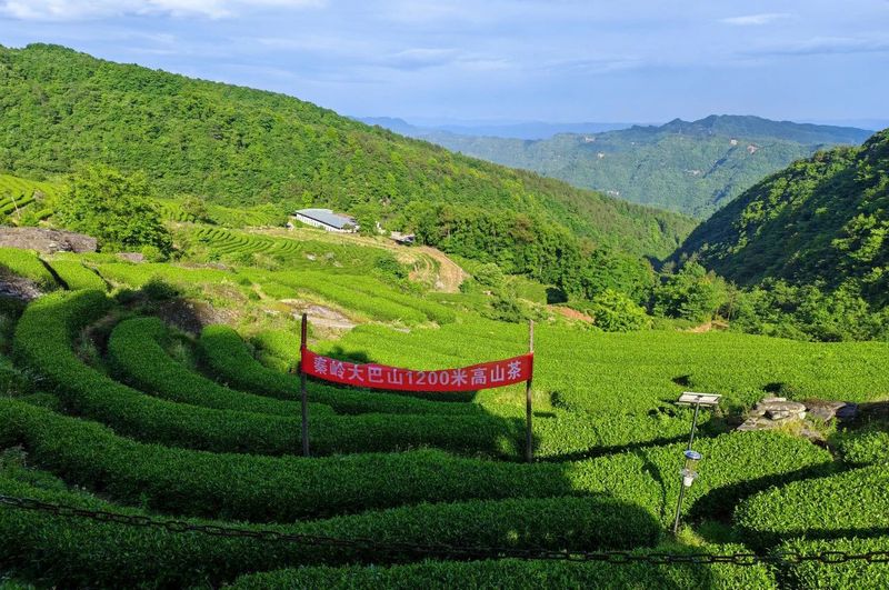 关于金花藏茶集团应邀考察通江县茶叶产区，助力通江茶业发展的最新消息