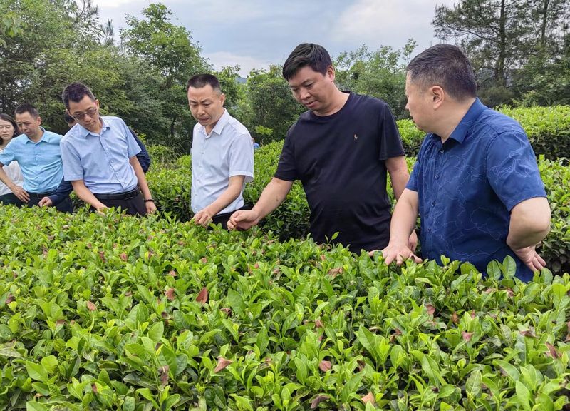 关于金花藏茶集团应邀考察通江县茶叶产区，助力通江茶业发展的最新消息(1)