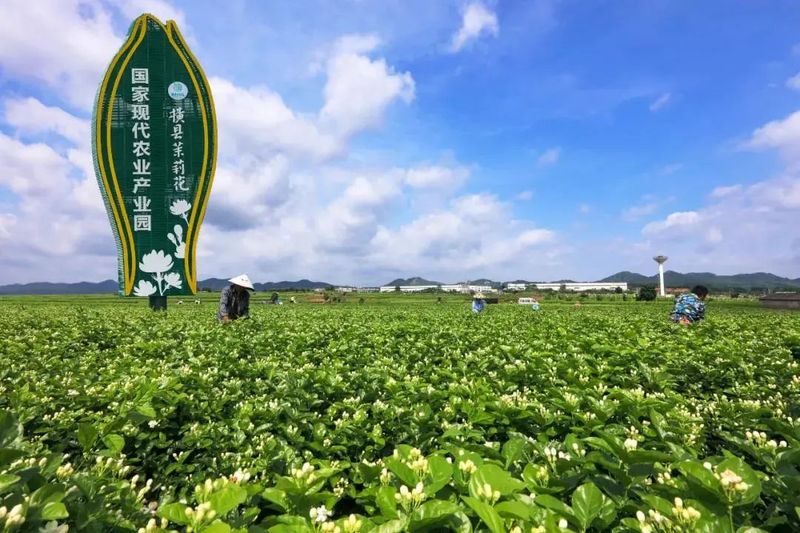 有关于备受新茶饮品牌喜爱的茉莉花茶基底茶产品现状如何？的资讯(1)