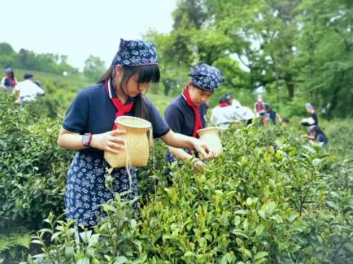 关于海盐县 发展茶产业 壮大茶经济 擦亮茶品牌的内容(1)