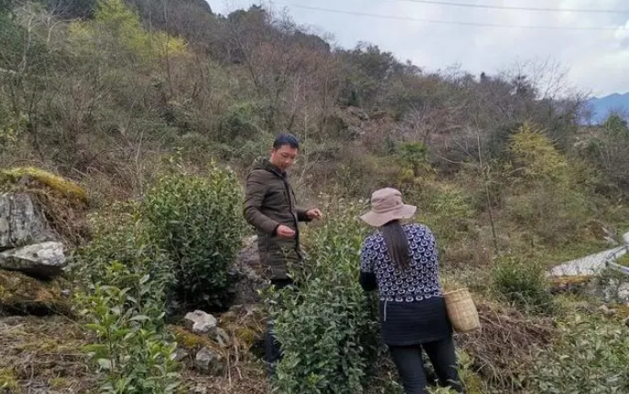 有关于成都市蒲江县：以茶为媒，支援泸定走好乡村振兴之路的消息