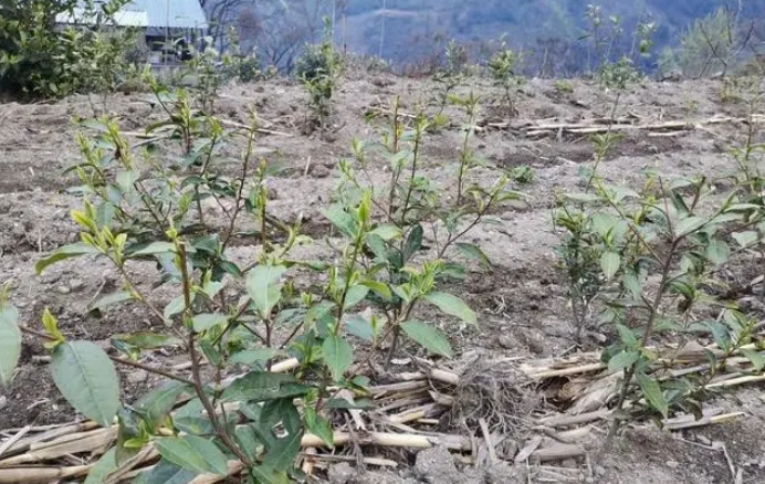 有关于成都市蒲江县：以茶为媒，支援泸定走好乡村振兴之路的消息(1)