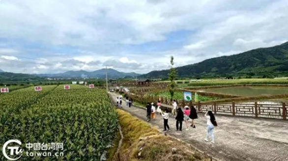 关于两岸青年结缘武夷一叶茶 探寻三茶统筹优秀成果的内容