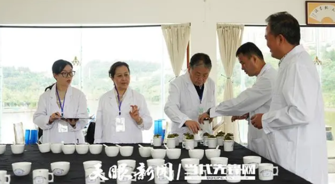 关于以茶会友，传递匠心 六盘水市举办“金彩盘州杯”手工制茶技能大赛的内容(1)