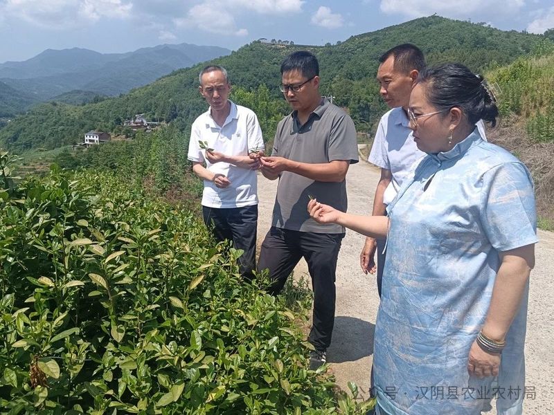 关于汉阴：省市专家来汉阴把脉富硒茶产业的内容(5)