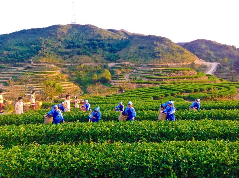 有关于“茶文旅”融合活态营造茶文化景观与非遗的沉浸体验的消息(2)