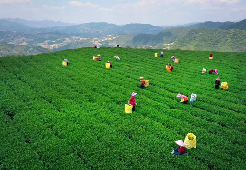 有关于“茶文旅”融合活态营造茶文化景观与非遗的沉浸体验的消息(9)