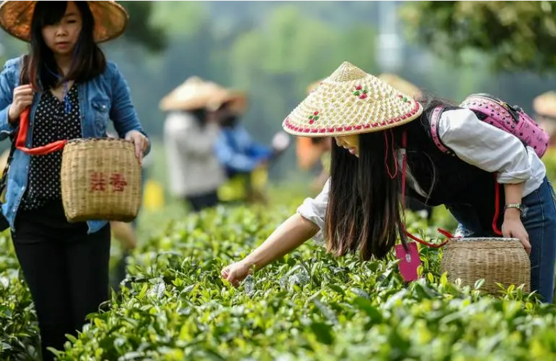 有关于“茶文旅”融合活态营造茶文化景观与非遗的沉浸体验的消息(1)