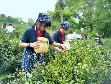 关于“绿叶鲜踪” ，海盐持续推进茶产业振兴的相关内容(5)