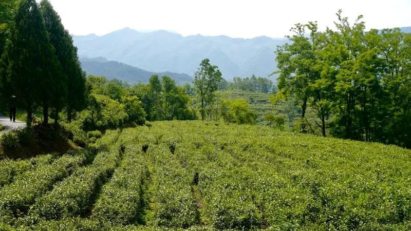 关于宁强：一叶飘香 靶向茶旅融合示范县的内容(3)