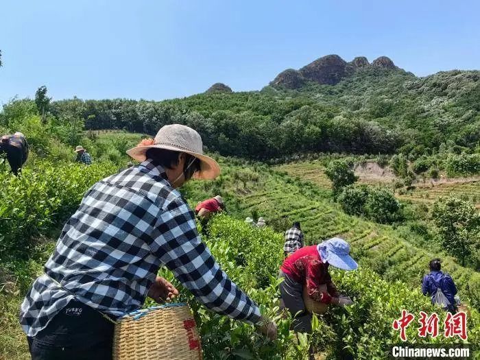 有关于河南舞钢：南茶北种 山里山外白茶香的消息(1)