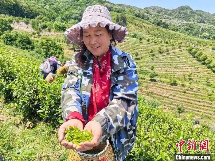 有关于河南舞钢：南茶北种 山里山外白茶香的消息(3)