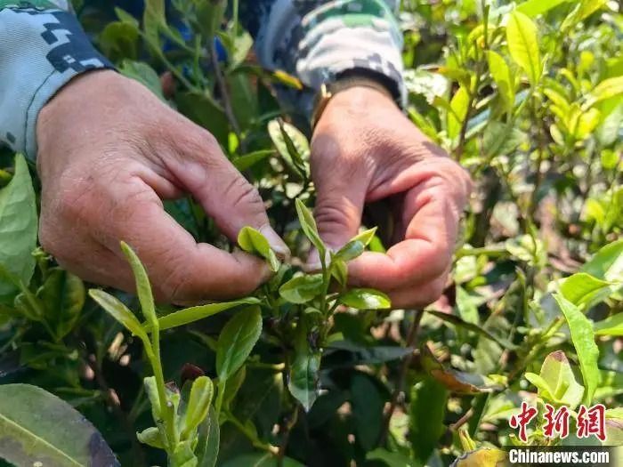 有关于河南舞钢：南茶北种 山里山外白茶香的消息(2)