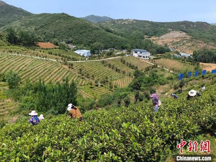 有关于河南舞钢：南茶北种 山里山外白茶香的消息(4)