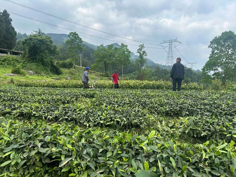 关于乡村行 看振兴，抓好茶园夏管促增收的消息(1)