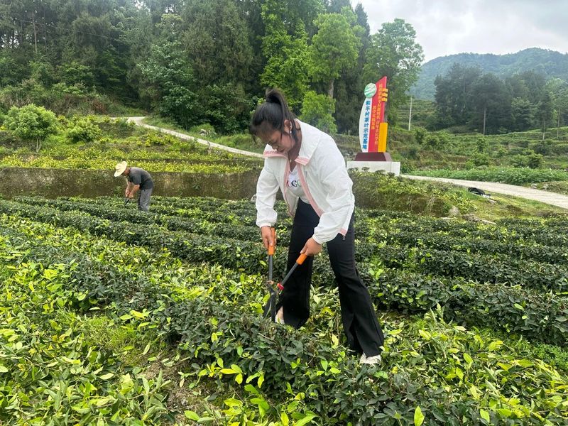 关于乡村行 看振兴，抓好茶园夏管促增收的消息