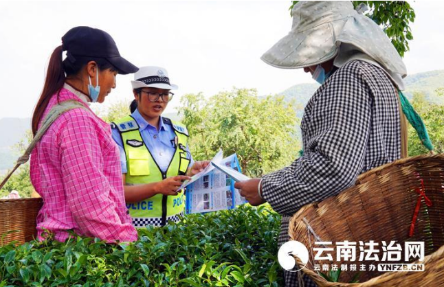 关于采茶正当时 南涧交警藏茶谷里话安全的最新消息(2)