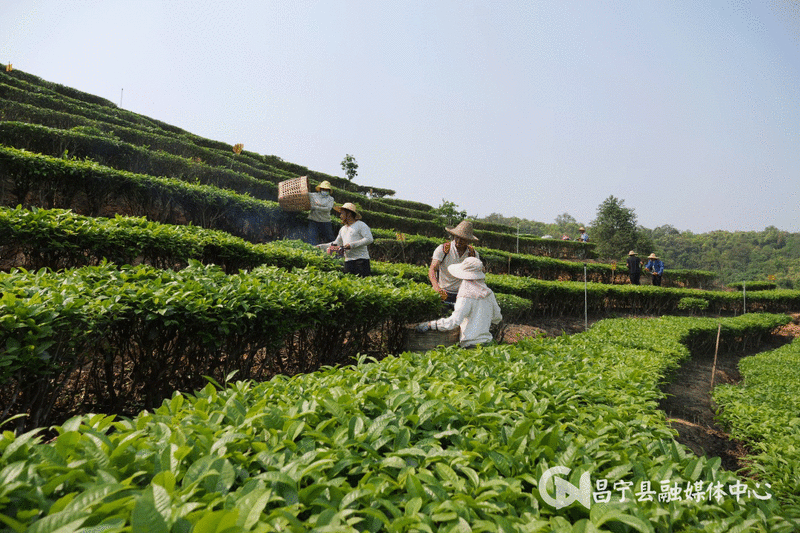 关于昌宁：CTC红碎茶激发茶产业新活力的消息(1)