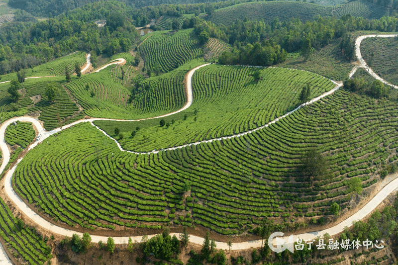 关于昌宁：CTC红碎茶激发茶产业新活力的消息