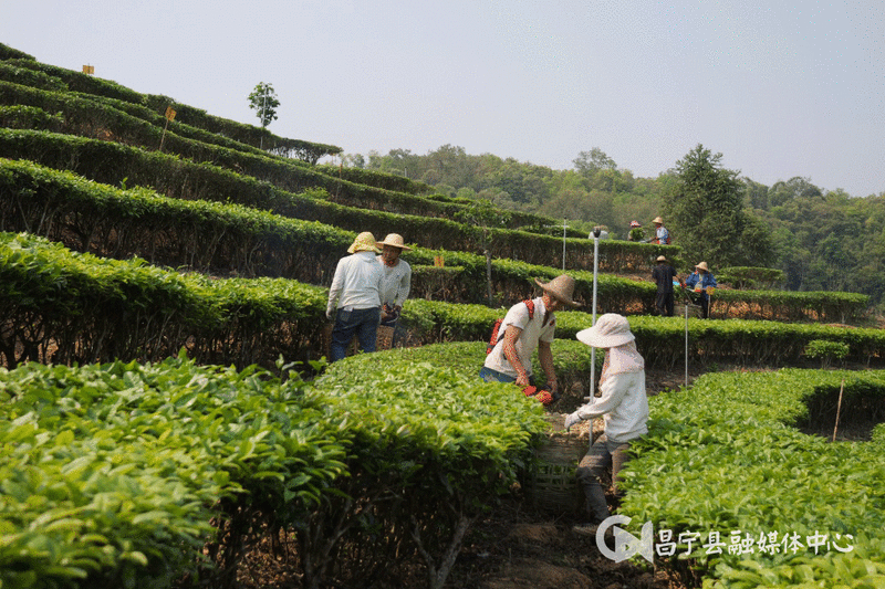 关于昌宁：CTC红碎茶激发茶产业新活力的消息(6)