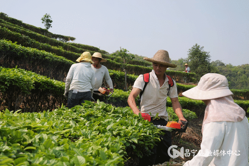 关于昌宁：CTC红碎茶激发茶产业新活力的消息(3)